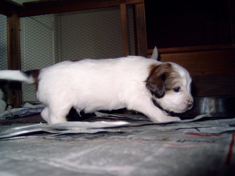 Puppies